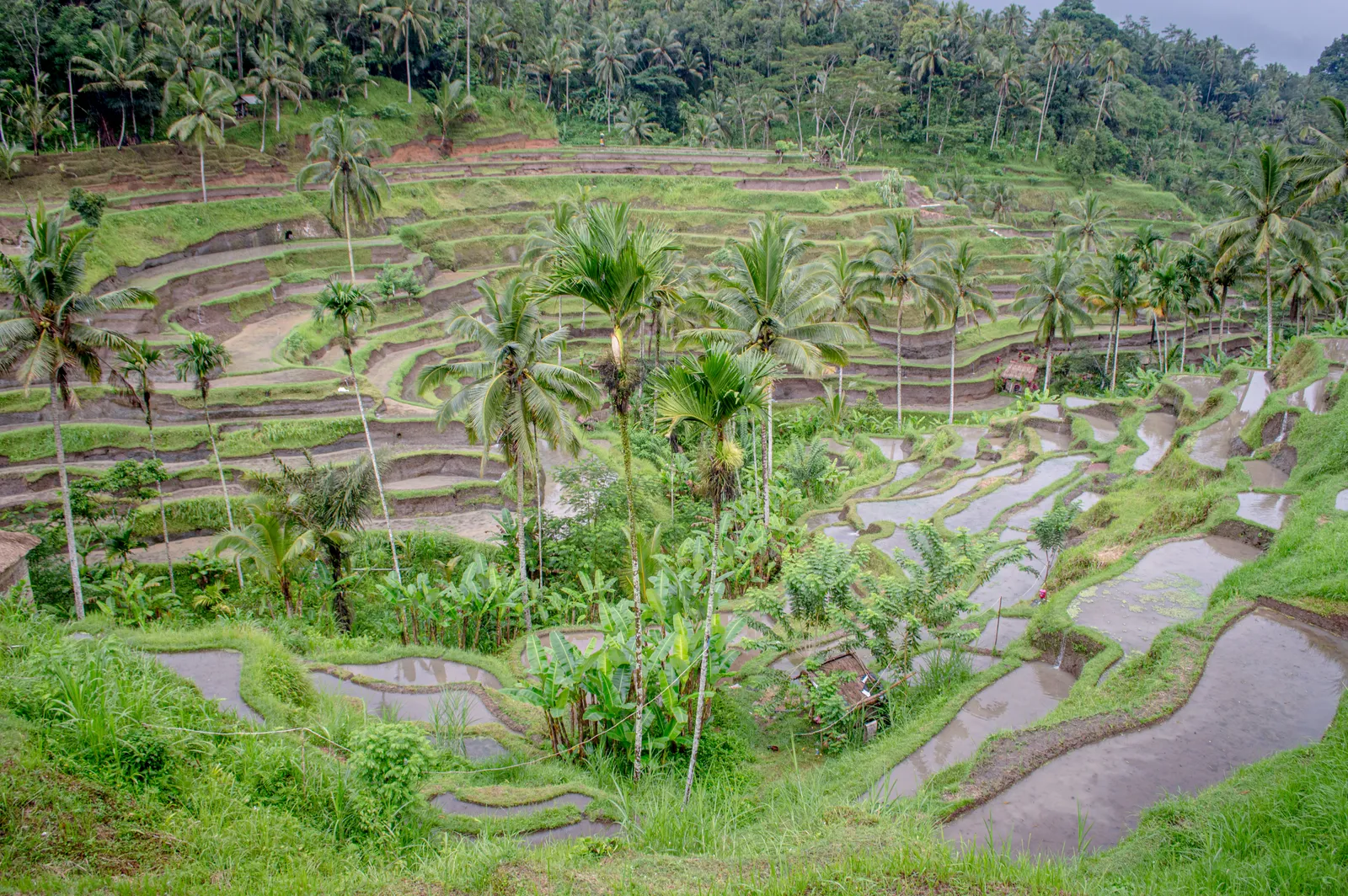 Island Favourite · 5 GB · 30 Days -- Bali travel eSIM